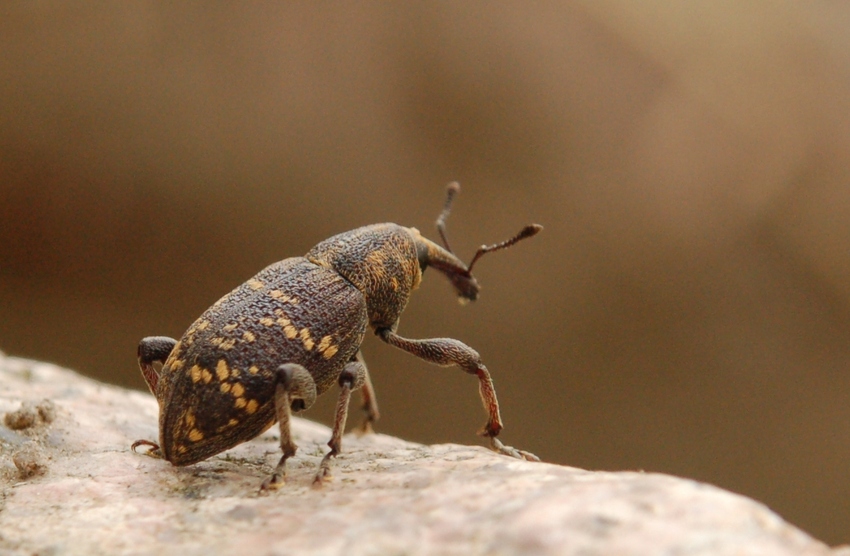 Szeliniak sosnowy Hylobius abietis