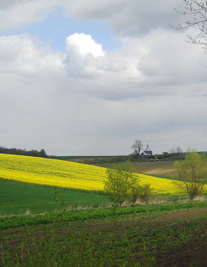 Myców