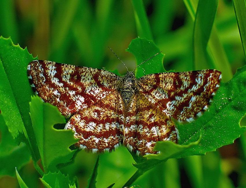 PAPROCH PYLINKOWIAK (Ematurga atomaria_