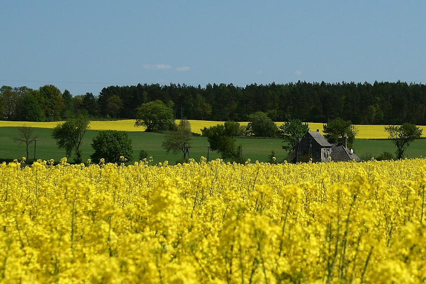 domek wśród pól