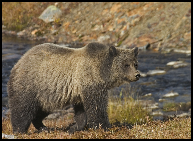 Mały grizzly