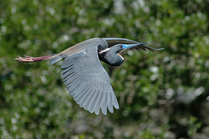 Egretta tricolor, Louisiana Heron