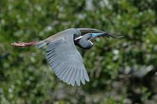 Egretta tricolor, Louisiana Heron