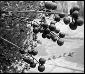 blackfruit