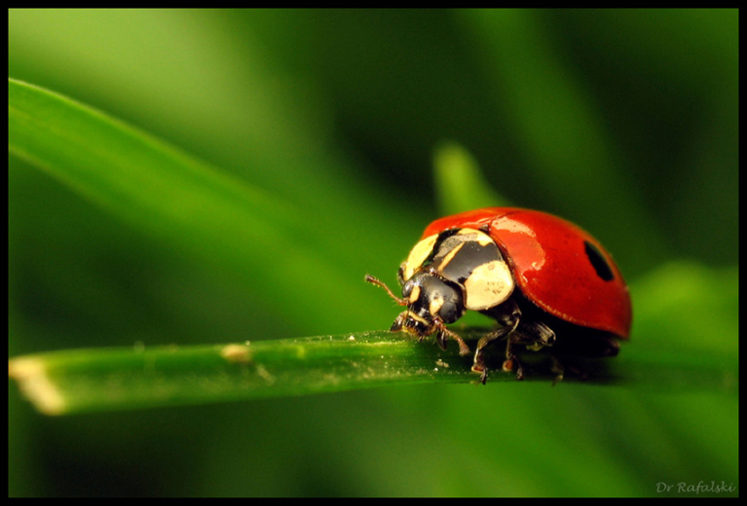 Coccinella septempunctata