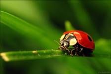 Coccinella septempunctata