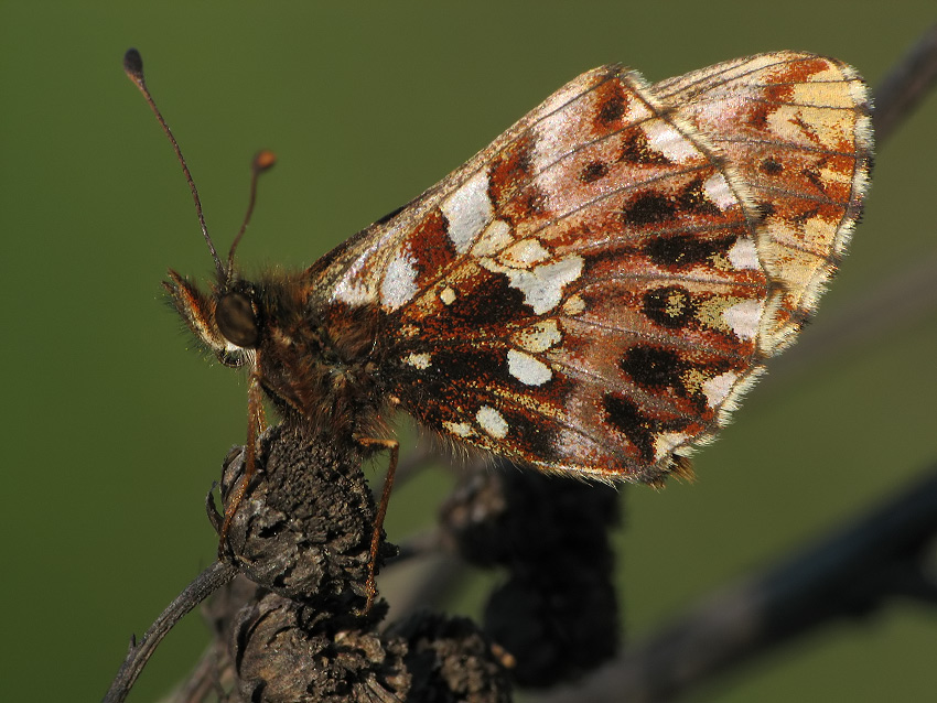 Dostojka dia (Boloria dia)