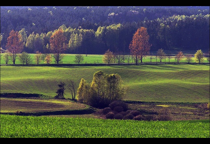 Kaszuby-lasy i pola