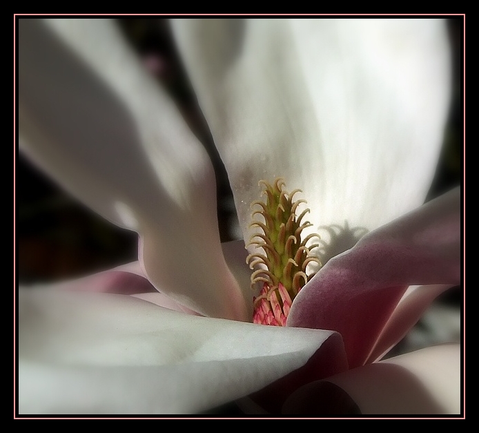 Magnolia