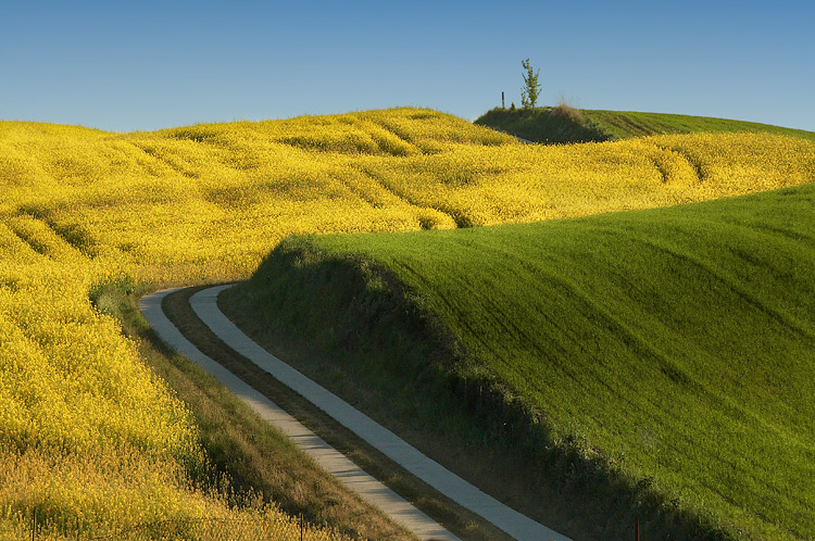 yellow&green