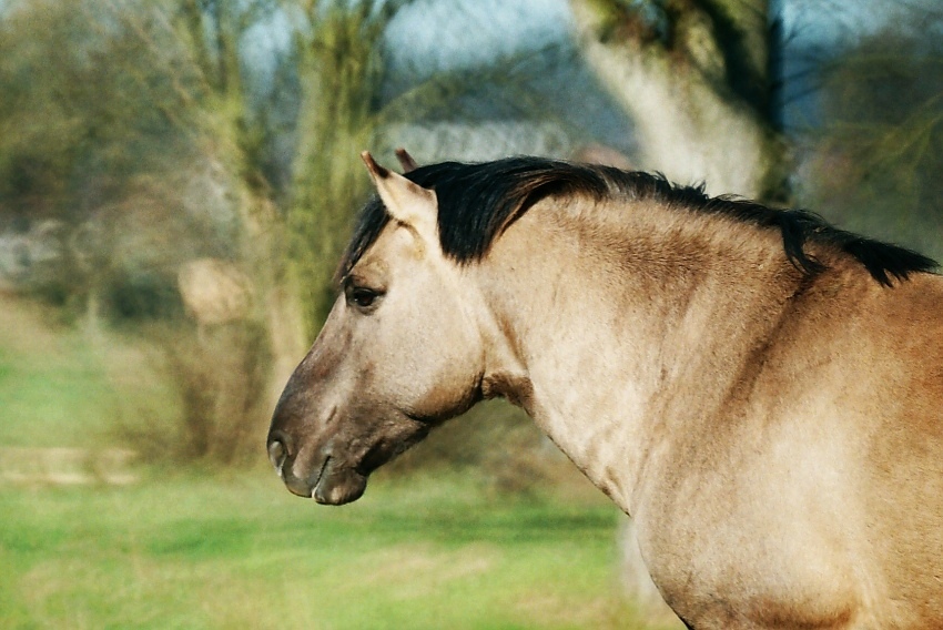 Konik polski