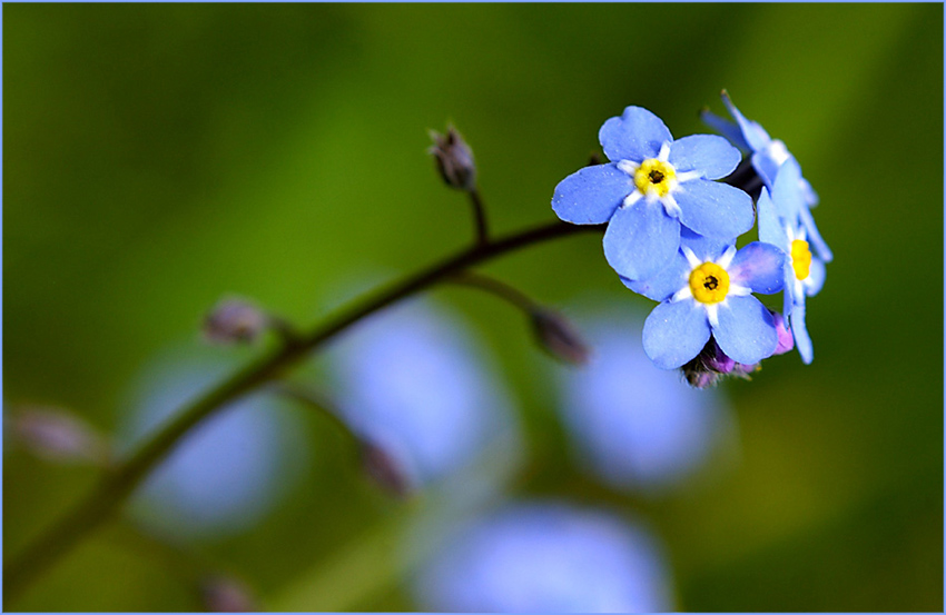 ...myosotis...