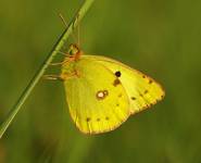 Szlaczkoń siarecznik (Colias hyale)