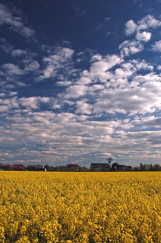 Rapeseed