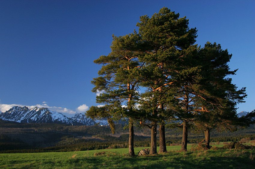 wiosenne Tatry (3)