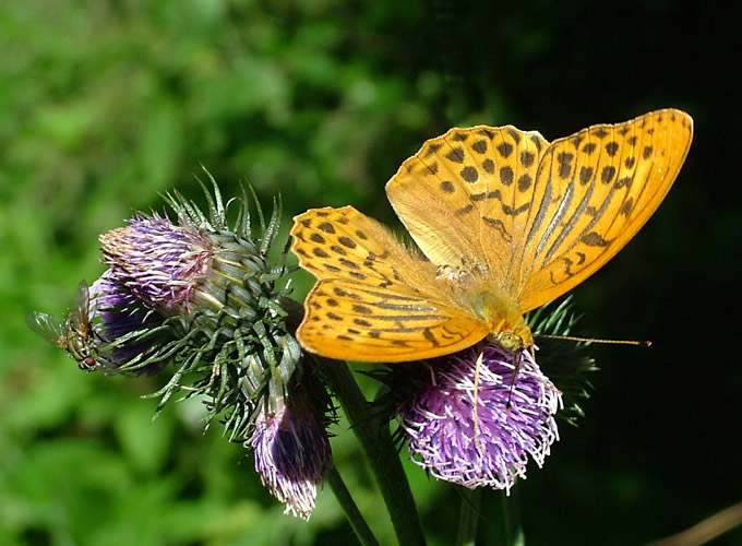 Motyl