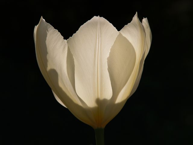 Tulipan