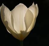 Tulipan