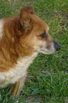 Rudy