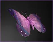 ..butterfly..