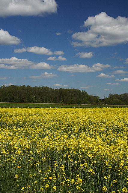 Wiosna 2007 cz.2