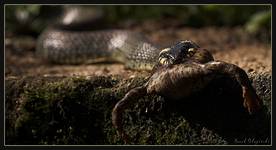 Natrix natrix & Bufo bufo