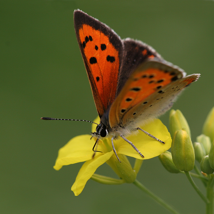 Lycaena phlaeas chinensis