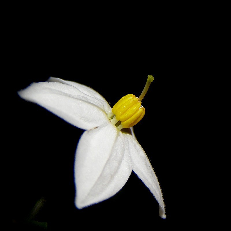 Solanum jasminoides