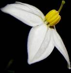 Solanum jasminoides