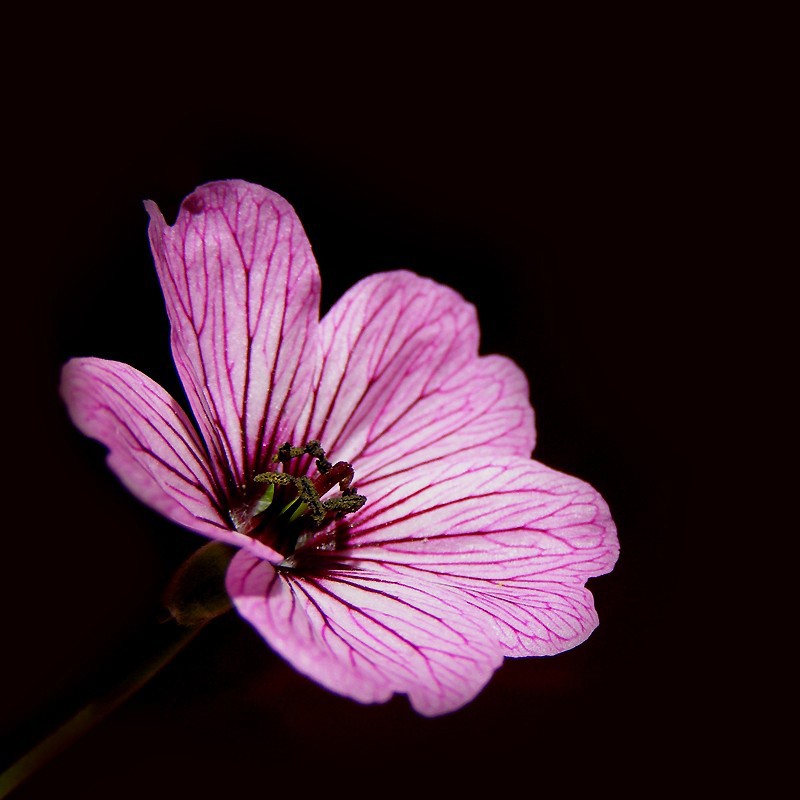 Ballerina _Geranium cinereum