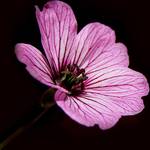 Ballerina _Geranium cinereum