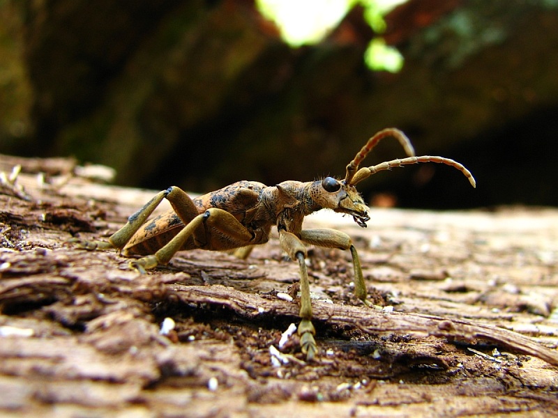 Rhagium sycophanta (Rębacz dębowiec)