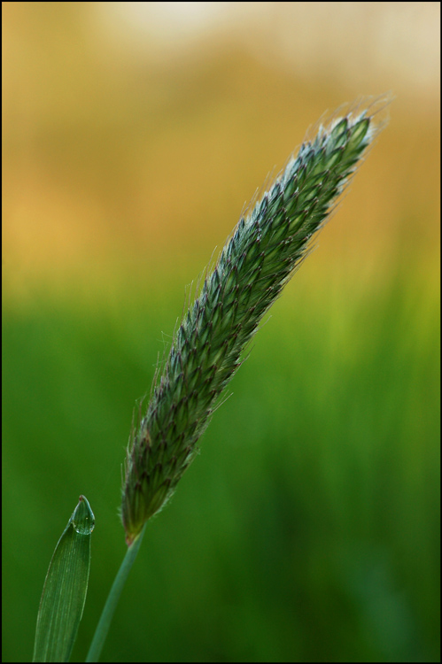 Żdżbło