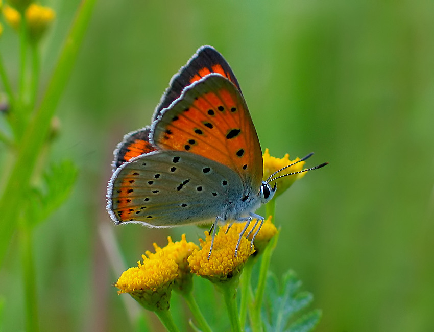 CZERWOŃCZYK ŻAREK (Lycaena phlaeas)