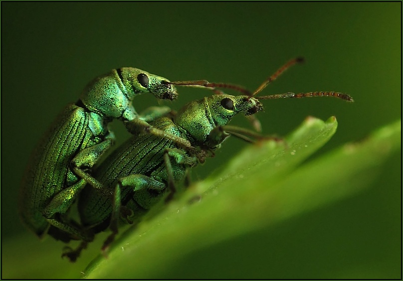 Lovers in green