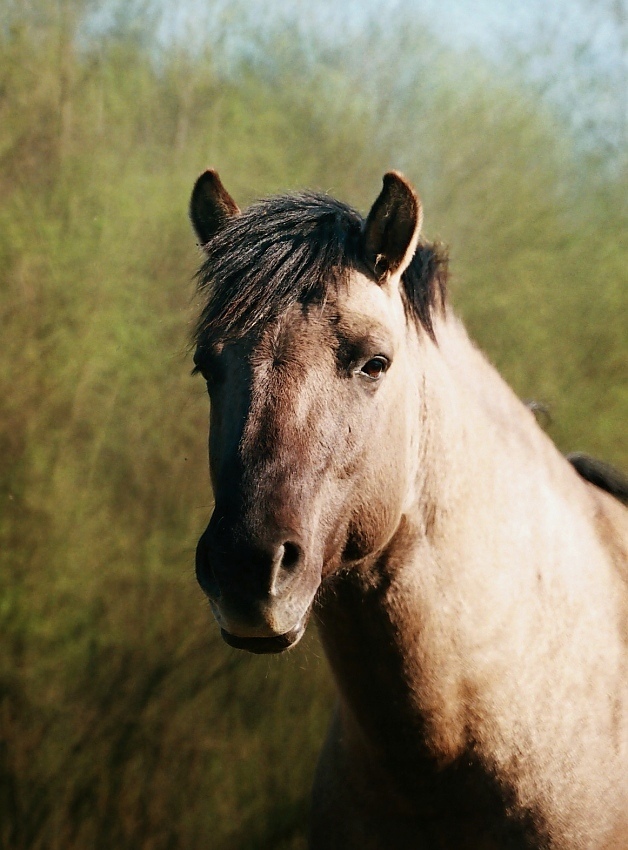 Konik polski