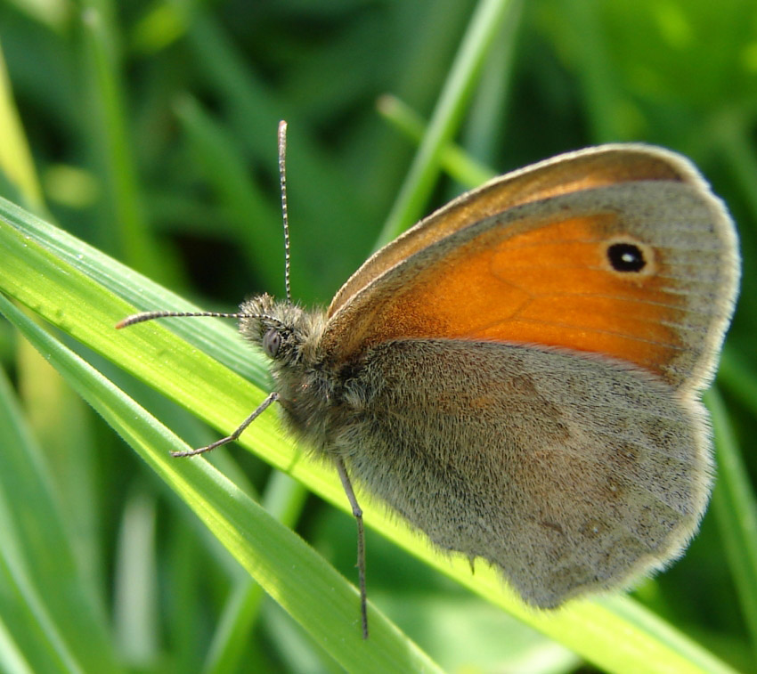 motyl nr 2