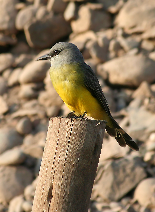 Tropical Kingbird