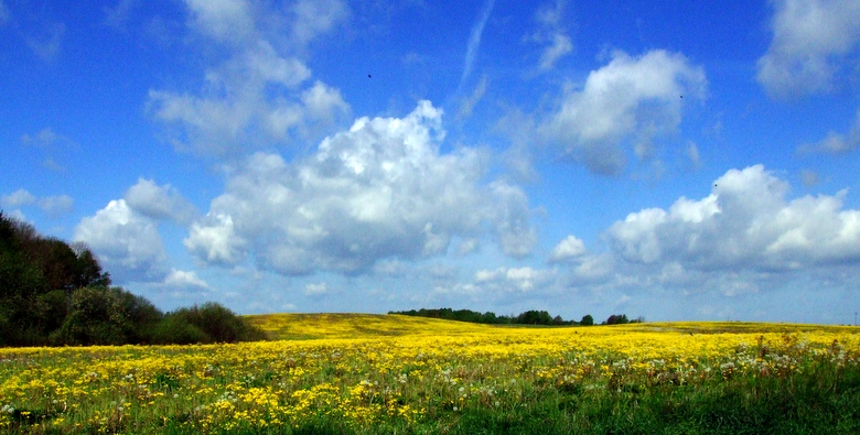 wiosna 2 - panorama z mniszkami