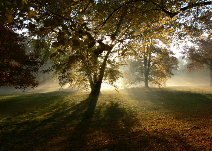 park przy Pałacu w Łańcucie