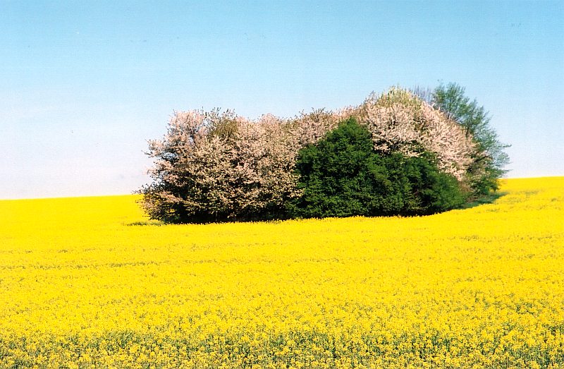 Jajecznica ze szczypiorkiem