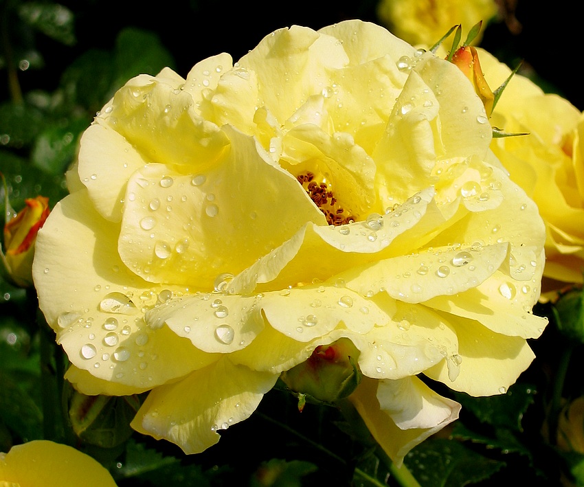 Yellow Rose