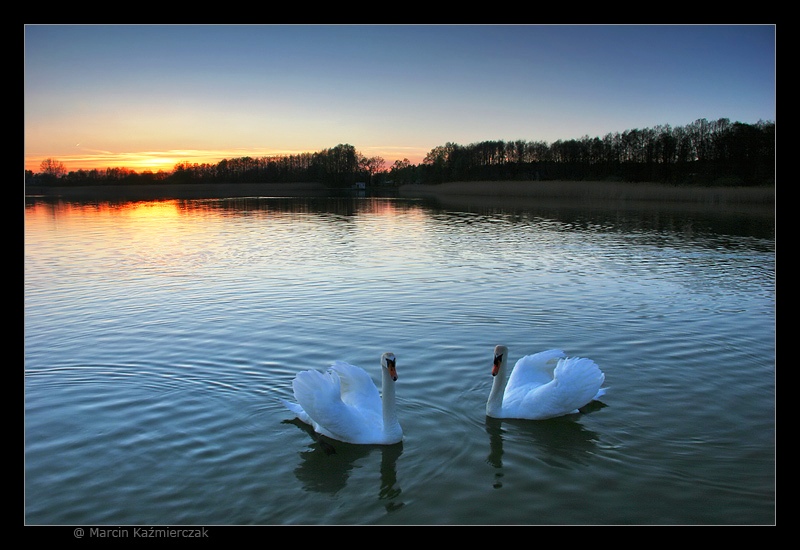 Jezioro, Łabędzie