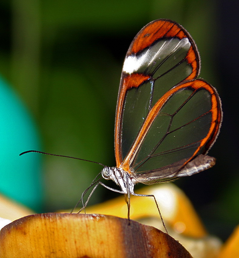 Szklany motyl