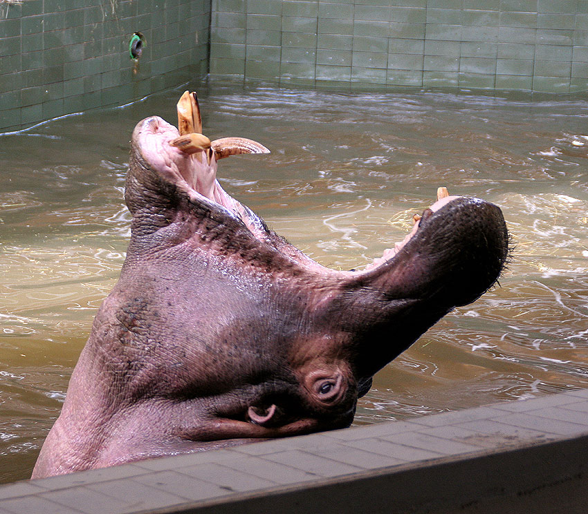 kolejne z seri chorzowskie zoo