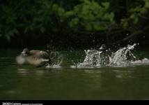 Tufted Duck 2