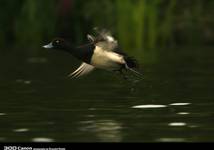 Tufted Duck 3