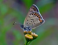 MODRASZEK ARGUS (Plebejus argus)