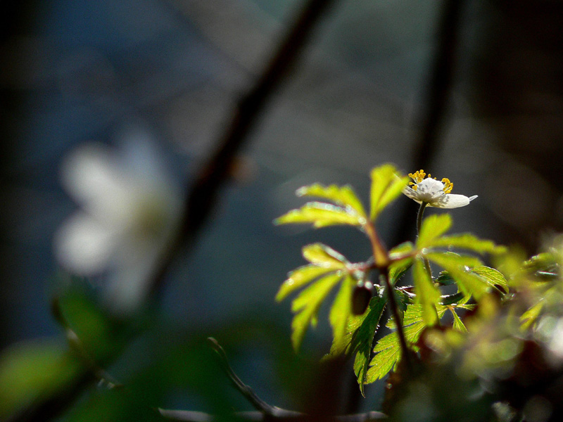 Anemone nemorosa