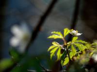 Anemone nemorosa